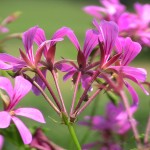 IMG_0121 IMG_0121