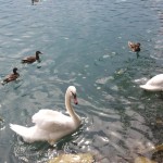 Blejsko jezero - Slovenija - Mobifotka_Blaž Juvan 04