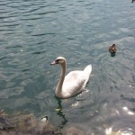 Blejsko jezero - Slovenija - Mobifotka_Blaž Juvan 05