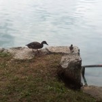 Blejsko jezero - Slovenija - Mobifotka_Blaž Juvan 12