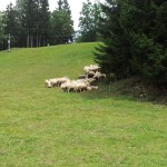 Blejsko jezero - Slovenija - Mobifotka_Blaž Juvan 17