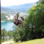 Blejsko jezero - Slovenija - Mobifotka_Blaž Juvan 19