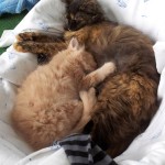 Mucki - kitties - cats - miss molly and little sunshine 01