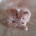 Mucki - kitties - cats - miss molly and little sunshine 02