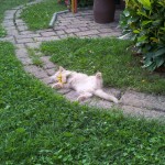 Mucki - kitties - cats - miss molly and little sunshine 03