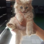 Mucki - kitties - cats - miss molly and little sunshine 05