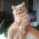 Mucki - kitties - cats - miss molly and little sunshine 06