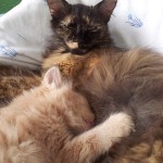 Mucki - kitties - cats - miss molly and little sunshine 07