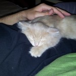 Mucki - kitties - cats - miss molly and little sunshine 08