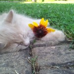 Mucki - kitties - cats - miss molly and little sunshine 09