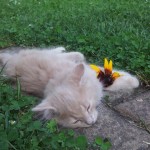Mucki - kitties - cats - miss molly and little sunshine 10