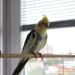 DSLR EOS 550D Canon Fotografije JuvanNet  (3)