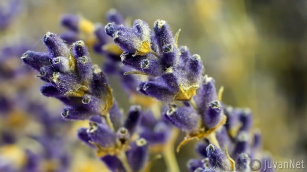 Lavender Flower in Close Up - JuvanNet