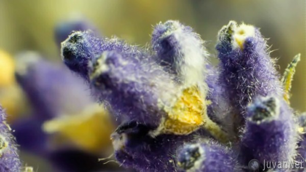 Lavender Flower in Extreme Close Up - JuvanNet